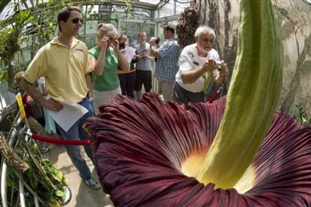 Se abrió la flor más grande y con olor a podrido del mundo