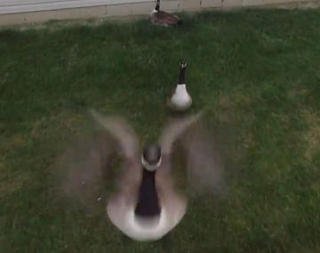 El ganso que no soportó al drone que lo filmaba y lo tiró abajo