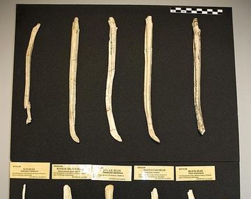 Encuentran el hueso de pene de oso más grande del mundo