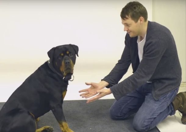 VIDEO: ¿Cómo reaccionan los perros ante un truco de magia?