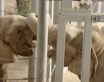 Una elefanta se encuentra con otra tras estar 37 años sola