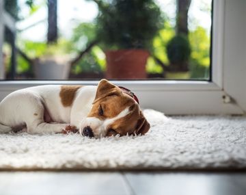 Test: Así se siente tu perro