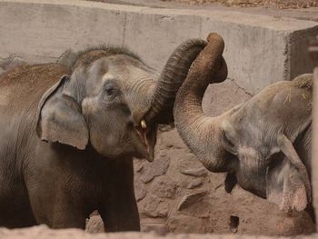 Trasladan elefantes del Zoo de Mendoza