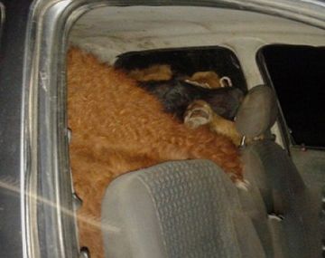 Insólito: quisieron robarse seis terneros dentro de un Corsa