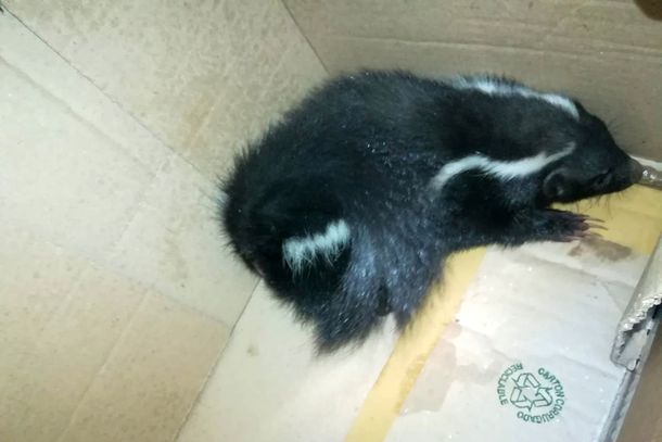 Rescataron a un zorrino que estaba en medio de Retiro