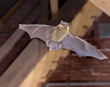 Salta: pánico entre alumnos y profesores por un colegio invadido de murciélagos