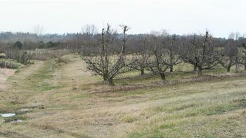 El Ministerio de Ganadería, Agricultura y Pesca entiende que los frutales abandonados son un perjuicio para los montes vecinos. El Ministerio de Ganadería, Agricultura y Pesca entiende que los frutales abandonados son un perjuicio para los montes vecinos.