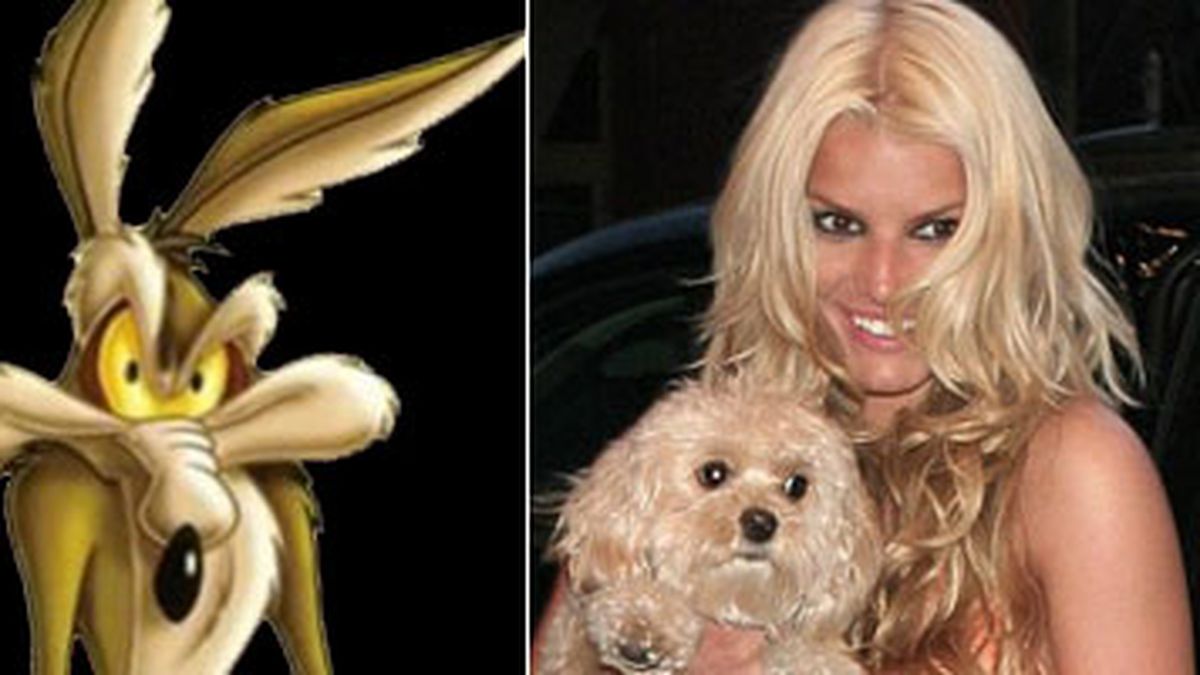 que le paso a jessica simpson perro daisy