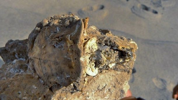Los restos fósiles fueron encontrados por vecinos del barrio Playa Chapadmalal