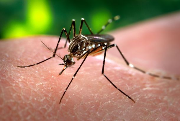 Advierten que el clima actual aumenta el riesgo de Dengue, Chikungunya y de un nuevo virus llamado Zika