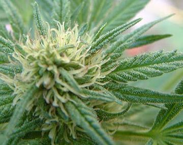 Marihuana2