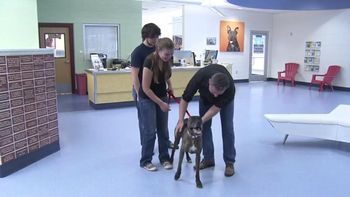 una familia recupero a su perro tras perderle el rastro durante nueve anos una familia recupero a su perro tras perderle el rastro durante nueve anos