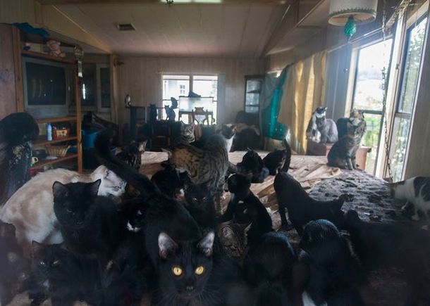 Mujer tiene más de 65 gatos como rehenes en su casa abandonada