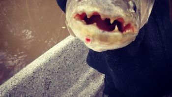 Una tararira mordió a un hombre en Córdoba Una tararira mordió a un hombre en Córdoba