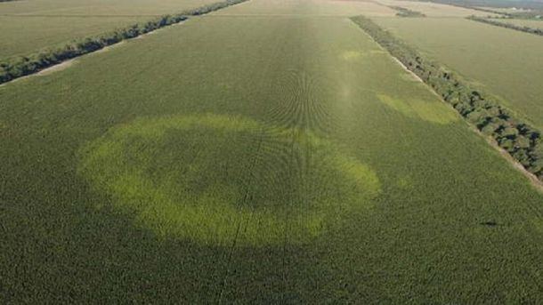 La marca en un campo de Santiago del Estero