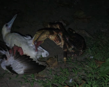 Cangrejo devora a gaviota en un comportamiento nunca antes visto