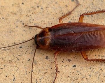 La pesadilla de todos: las cucarachas cada vez son más resistentes a los insecticidas
