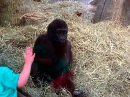 video: un nene se divierte jugando a las escondidas con un gorila bebe video: un nene se divierte jugando a las escondidas con un gorila bebe