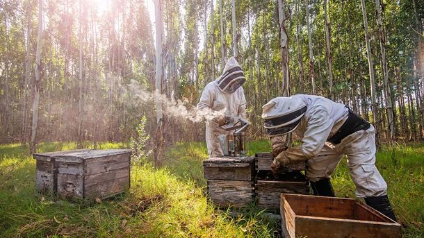 Se entregarán créditos de hasta 12.000 pesos por tanque para apicultores.
