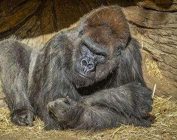 Gorilas del Zoo de San Diego dieron positivo de coronavirus