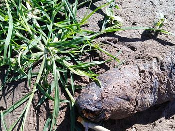 Conmoción por el hallazgo de un extraño animal en una plantación de arroz