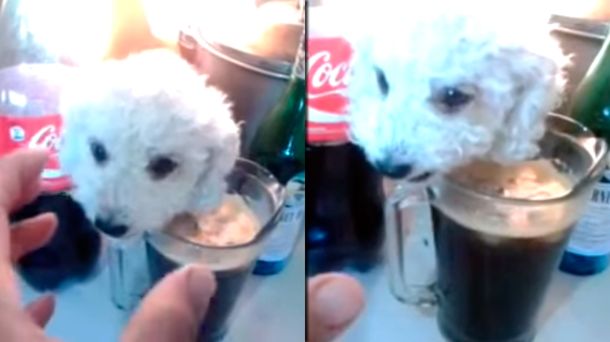 Mirá cómo este perro mezquina su vaso de fernet