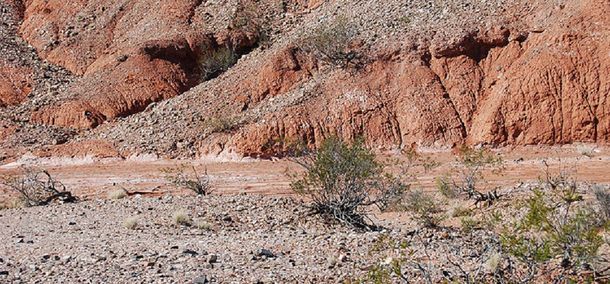 San Juan: Hallaron un cementerio de animales de 200 millones de años
