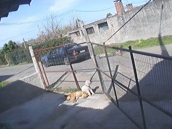 Un joven ató a su auto a un ladrón y lo arrastró por la calle