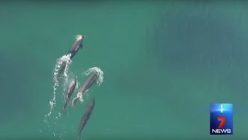 video: graban con un drone a un grupo de ballenas que se comen a un tiburon video: graban con un drone a un grupo de ballenas que se comen a un tiburon