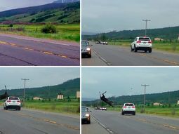impresionante choque: un conductor embistio un alce y lo hizo volar por el aire impresionante choque: un conductor embistio un alce y lo hizo volar por el aire