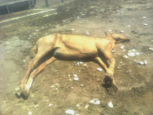Dejan morir de hambre y sed a caballos en Salta
