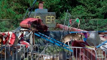 los memes por la aparicion de un venado en the walking dead los memes por la aparicion de un venado en the walking dead