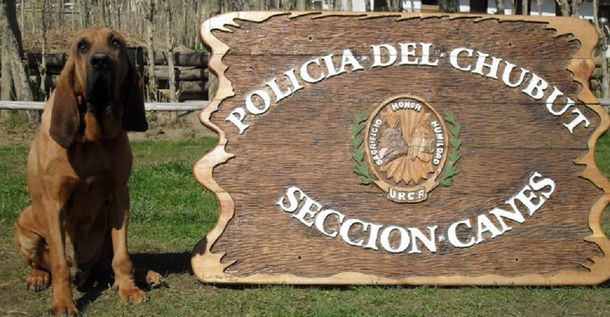 Asthor, el perro rastreador que murió sin honores en Chubut