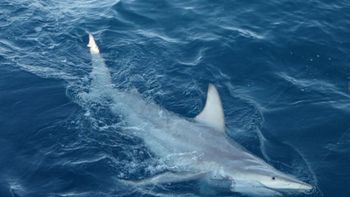 Tiburones hibridos Tiburones hibridos