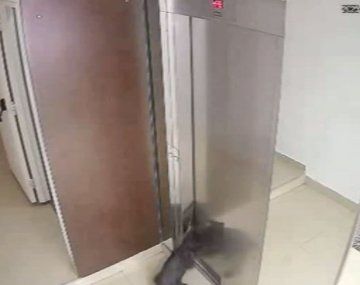 Milagro en Villa Crespo: un vecino salvó a un perro de morir estrangulado