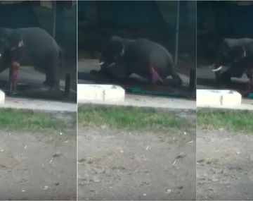 VIDEO: Bañaba a un elefante
