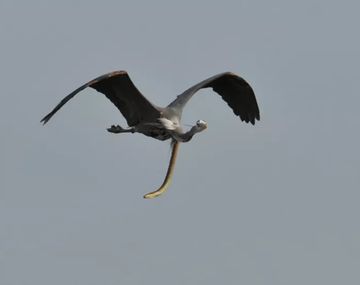 Viral: un fotógrafo amateur retrató una secuencia increíble entre animales. Crédito: Sam Davis