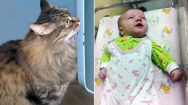 Una gata salva a un bebé de morir congelado en la calle tras ser abandonado