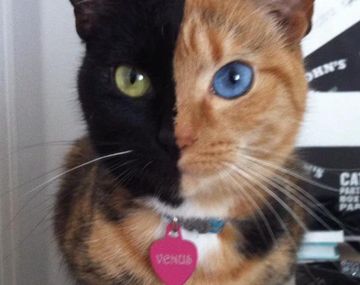 Furor en la Web por el extraño caso de la gata que tiene dos caras