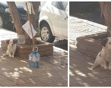 Deja a su perra atada todo el día a un árbol