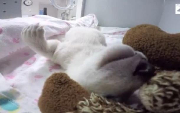 VIDEO: El osito polar que derrite a todos en Facebook