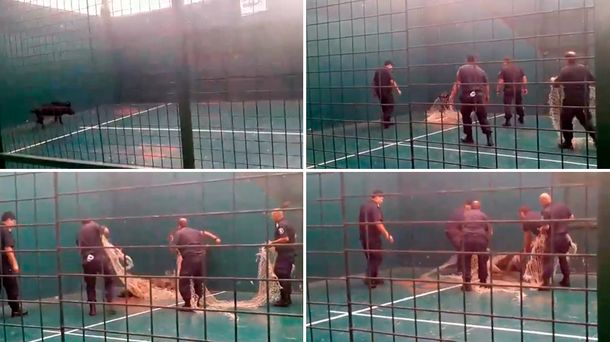 Como en Jumanji: un jabalí apareció en la costa y causó pánico