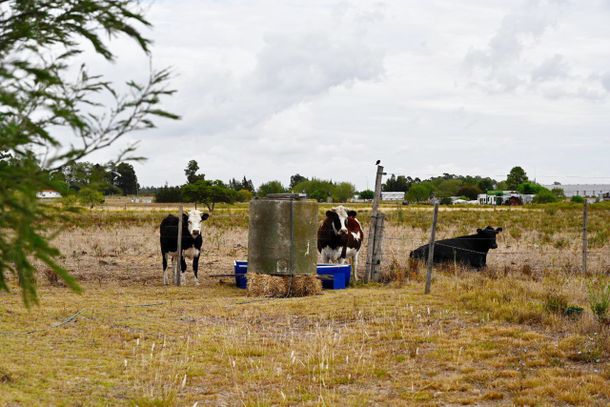 El gobierno terminó parcialmente con la emergencia agropecuaria.