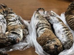 Detuvieron a un hombre  que viajaba con siete tigres congelados en el baúl