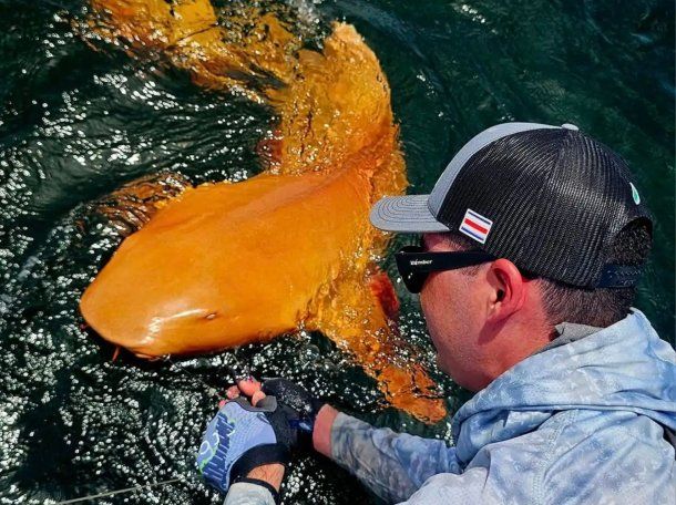 Sorprendente hallazgo en el Caribe: descubren un tiburón nodriza de color naranja