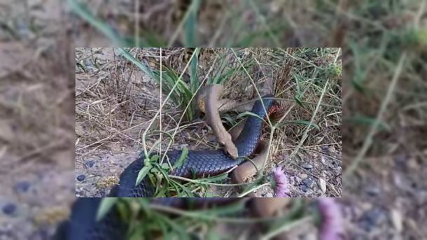 Las dos serpientes se pelearon a muerte