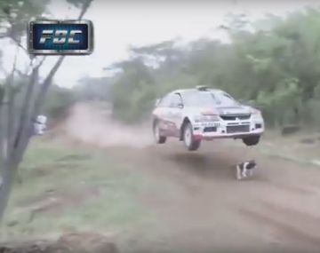 VIDEO: Un perro se salva de ser pisado por un auto en plena prueba de rally