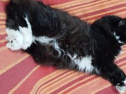 Gatos: cuántos días se puede dejar solo a los felinos