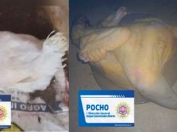 Le robaron la gallina y la recupera pelada, en parrilla y a punto de ser comida