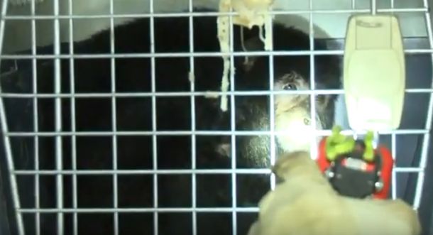 Un mono corriendo por los techos asustó a todos en el barrio de Coghlan